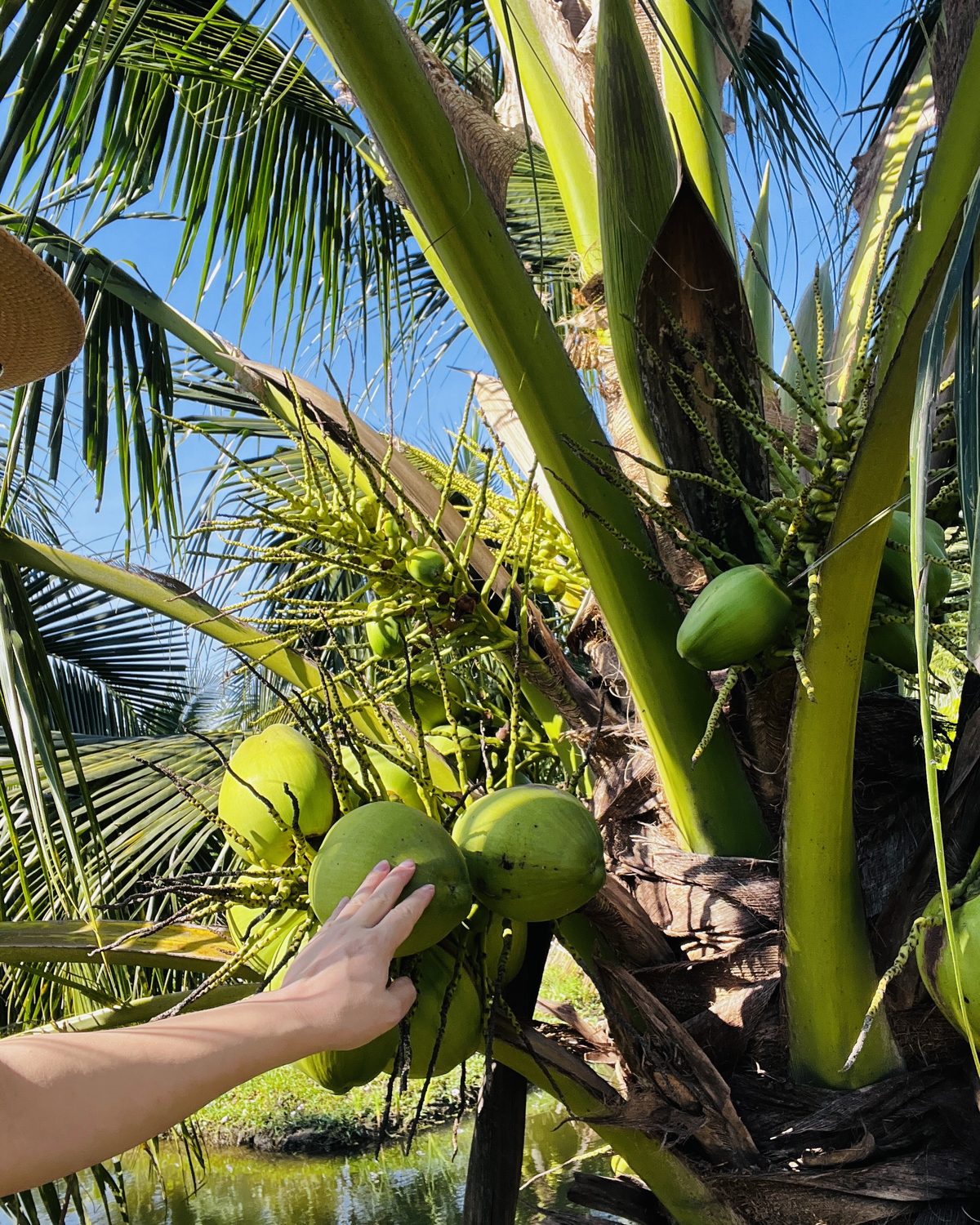 Fresh coconuts