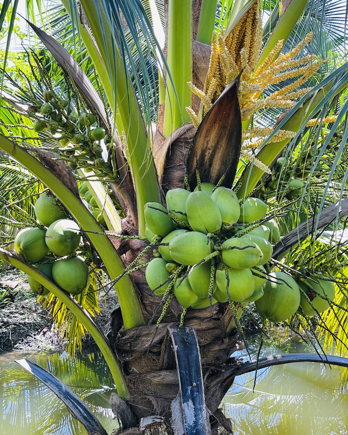 Green coconuts on the palm