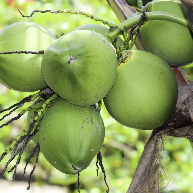 Young coconut